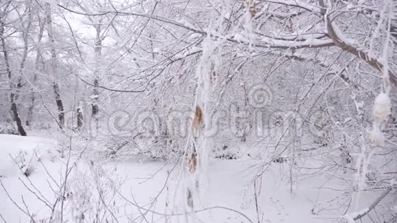 冬天公园的树枝上有白雪视频的预览图