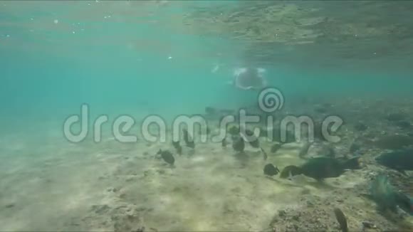 人类漂浮在热带鱼类上视频的预览图