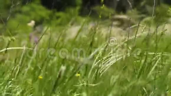 夏天白天草地在绿色公园里迎风而飞视频的预览图