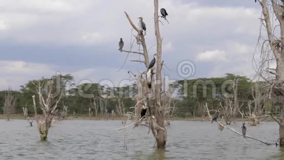 在奈瓦沙湖上鸟儿们坐在淹没树木的枯枝上视频的预览图