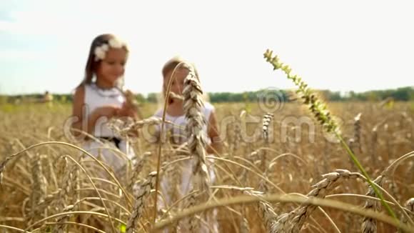 儿童与自然美丽的女孩俄罗斯麦田里的russkiya两个姐妹收集成熟的耳朵视频的预览图