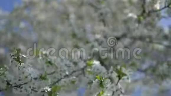 樱树开花了视频的预览图