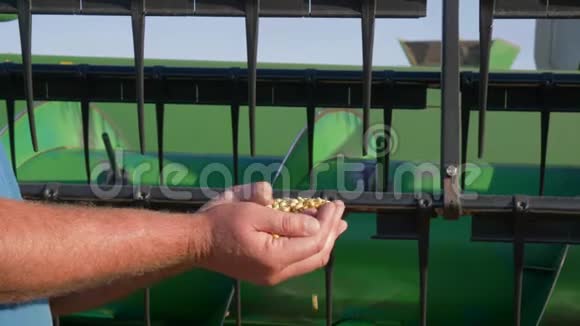 农业综合企业农民手里拿着收获的大豆在绿色联合的背景下倒灌视频的预览图