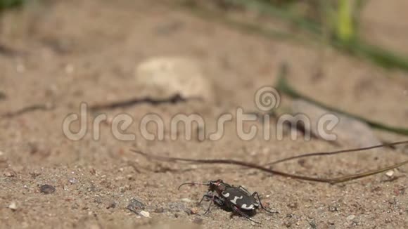 快速起飞的北沙丘虎甲虫Cicindela杂种慢动作视频的预览图