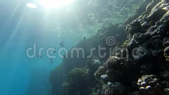 美丽的阳光穿透水面用鱼照亮珊瑚礁视频的预览图
