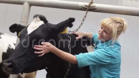 女农场工人在农场的摊位上碰牛视频的预览图