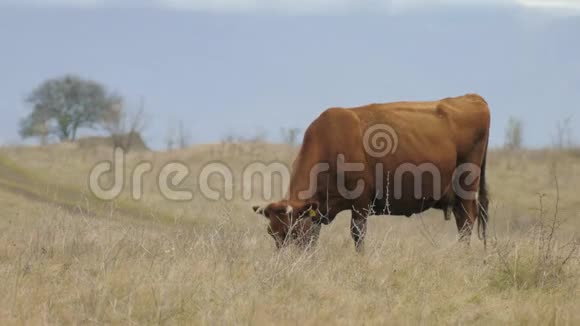 奶牛在牧场的草地上放牧视频的预览图