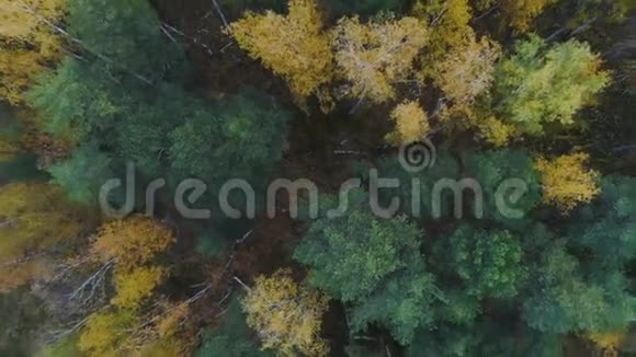 照相机在秋木上旋转着上面有玻璃和灰烬视频的预览图