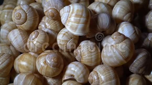 许多蜗牛壳互相躺着特写高细节视频的预览图