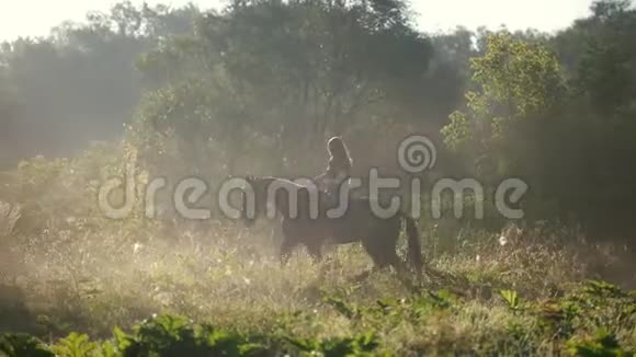 清晨长发少女骑着一匹马在森林的边缘阳光明媚视频的预览图
