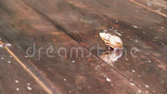 特写镜头拍摄的雨落到旧木板台面上的蜗牛壳视频的预览图