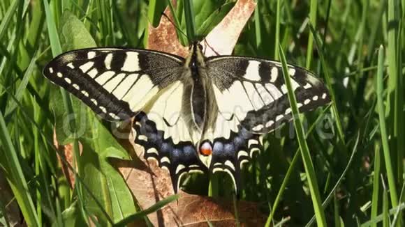 燕尾蝶坐在绿草中视频的预览图