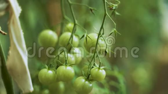 用绿色的西红柿绑在树枝上家庭温室视频的预览图