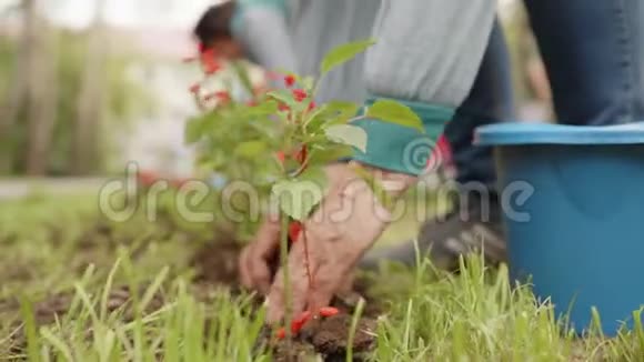 雌性手在夏季花园的绿色草坪上种花园丁在土壤上移栽盛开的花朵视频的预览图