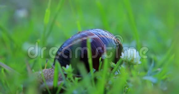 蜗牛在草地上爬行视频的预览图
