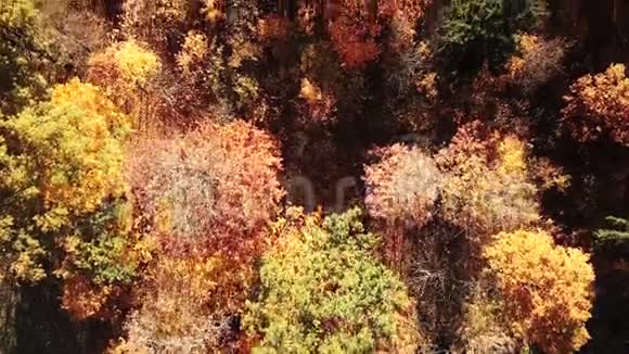 秋天的混合森林视频的预览图