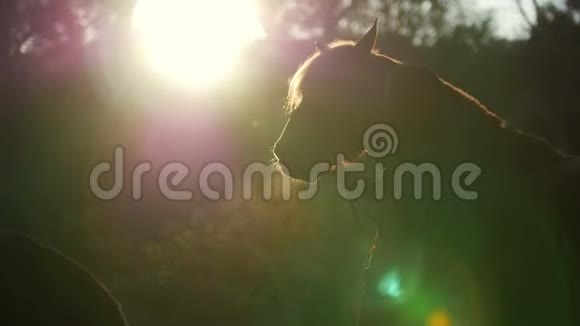 一个女孩的剪影她带着马走在树林里背景是一个非常美丽的黎明视频的预览图