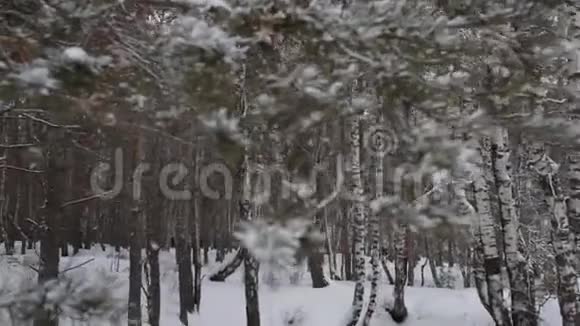 冬天的森林松视频的预览图