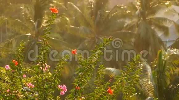 在阳光下生长热带植被在明亮的金色阳光下看绿色盛开的花朵和棕榈树视频的预览图