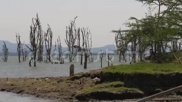 非洲鸟从奈瓦沙湖的沙场起飞飞至死路一条视频的预览图