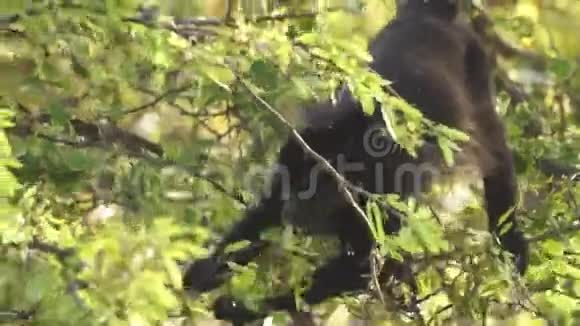野啸猴觅食视频的预览图