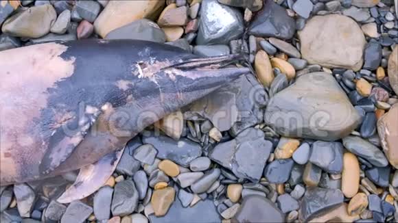 海滩上的岩石上海豚张开了死去的大嘴露出了头视频的预览图