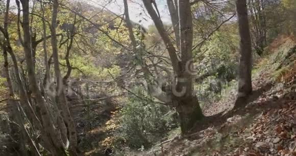 摄像机的横向移动显示树木和末端的路径视频的预览图