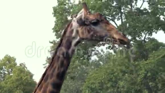 动物园里的长颈鹿的头围着圈走近景视频的预览图