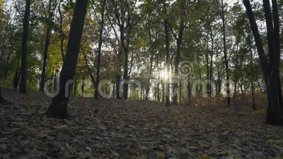 阳光在秋天的落叶中战斗视频的预览图