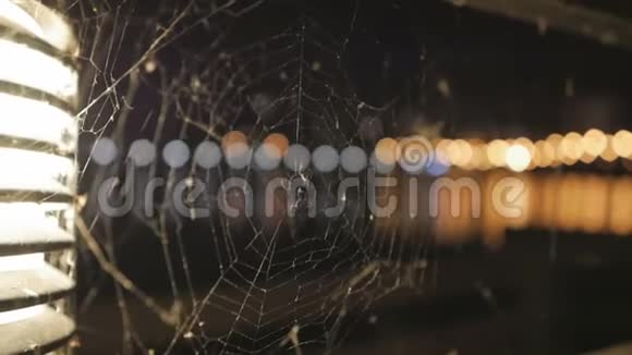 晚上蜘蛛网上的蜘蛛视频的预览图