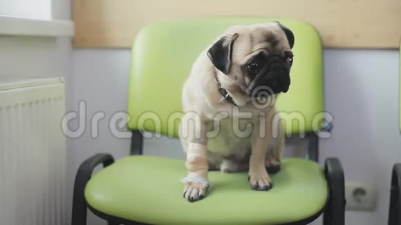 病犬在兽医诊所排队用带绷带的爪子啄食坐在椅子上的孤独的小狗视频的预览图