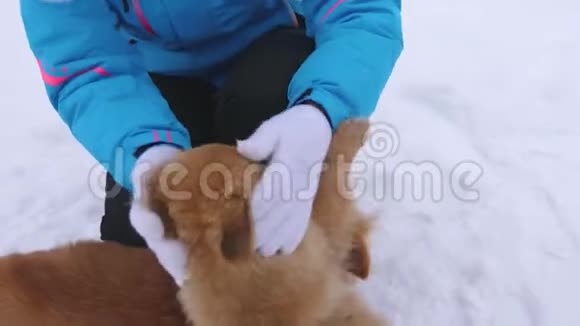 主人在冬天散步时爱抚狗狗妈妈和小狗正和快乐的女孩在霜冻的日子在白雪上散步妇女视频的预览图