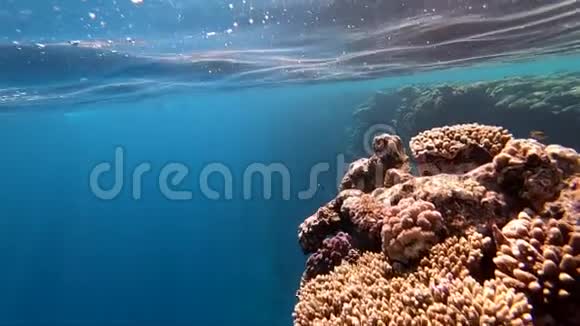 令人惊叹的珊瑚礁水下景观埃及红海浮潜视频的预览图