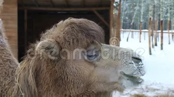 冬天背景下的骆驼视频的预览图