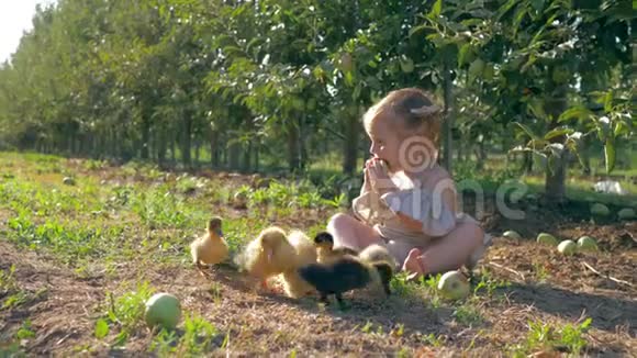 收获可爱的蹒跚学步的孩子吃苹果在秋天的花园里吃小鸭子在水果作物视频的预览图