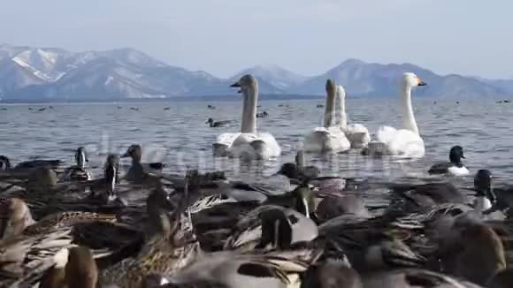 鸟鸭和天鹅在伊纳瓦希罗湖游泳视频的预览图