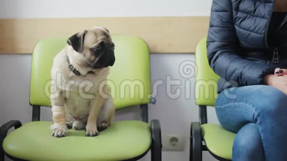 生病的狗在兽医诊所排队用绷带的爪子抓狗女孩抚摸狗抚摸狗视频的预览图
