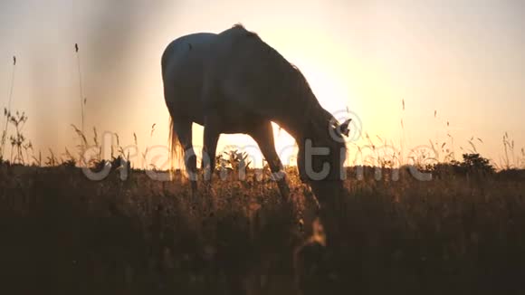 白马在秋天的大田野里慢悠悠地吃着深绿色的草视频的预览图