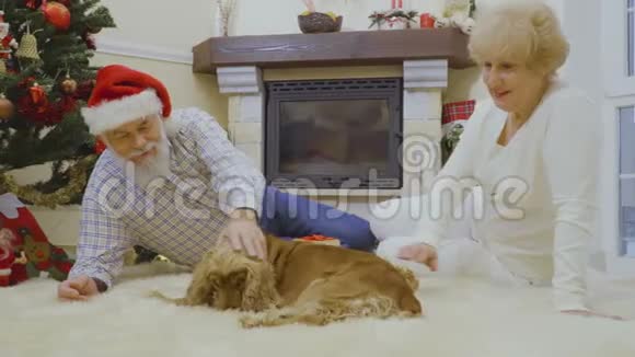 成熟的女人和丈夫抚摸狗坐在圣诞树附近的地板上视频的预览图