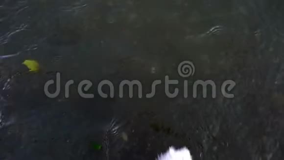 孤独的玩具熊掉进水里视频的预览图