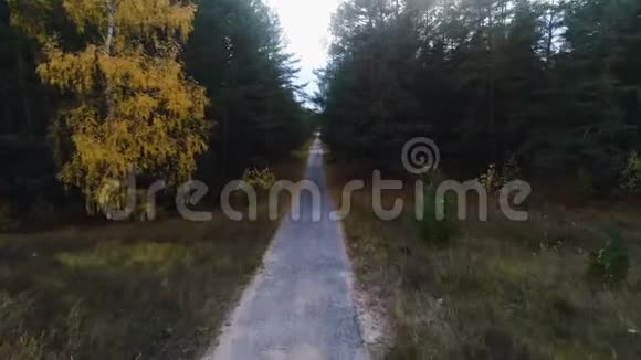 摄像机从老路上升起穿过松树和黄桦林视频的预览图