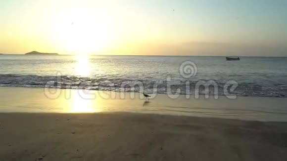 在日落时分在海滩上奔跑的滑稽小灰鹭巴拿马视频的预览图
