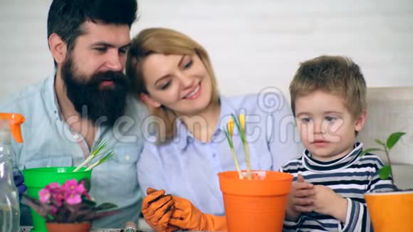 背景中的父母看着一个男孩他在彩色的花盆里种花小园丁一个男孩和他的父母视频的预览图