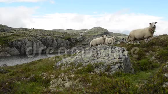 风景秀丽的挪威山景观与羊视频的预览图