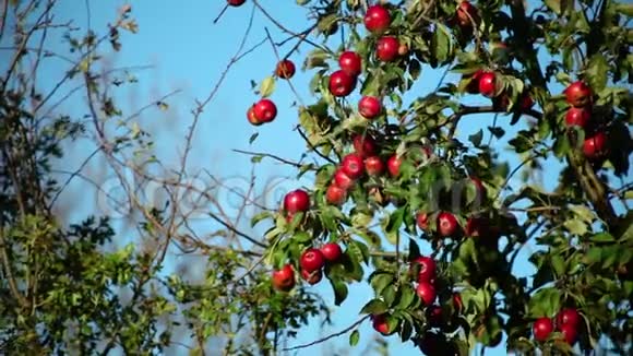 在蓝蓝的天空上树枝上有成熟的红苹果视频的预览图