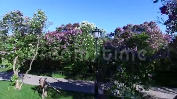 公园里盛开的紫丁香视频的预览图