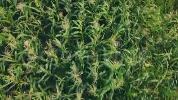 玉米植物鸟瞰视频的预览图
