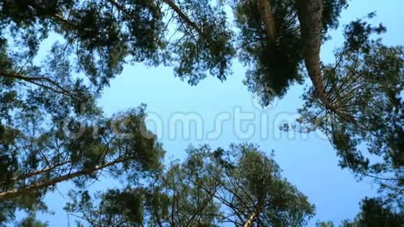 在阳光明媚的日子里林中高大的松树在蓝天的映衬下郁郁葱葱的树冠视频的预览图