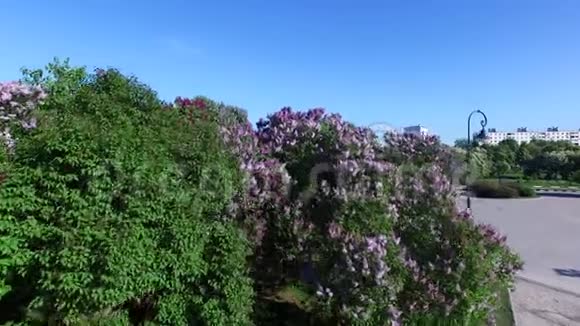 公园里盛开的紫丁香视频的预览图
