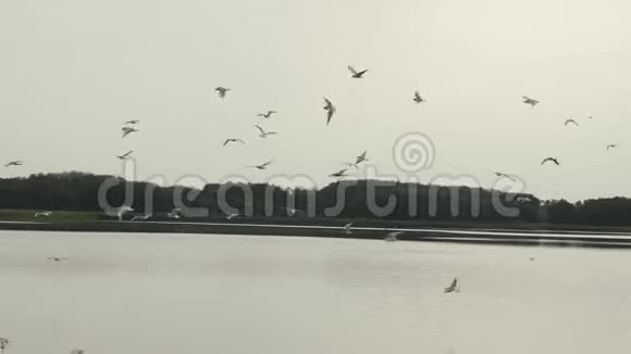 一群海鸥飞过湖面鸟儿飞过水面慢动作视频的预览图